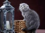 Ostap - Scottish Fold Cat For Sale - Hollywood&comma; FL&comma; US