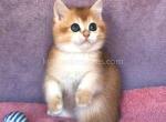Rahat Lukum golden shaded british shorthair boy - British Shorthair Cat For Sale - Los Angeles&comma; CA&comma; US