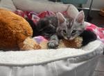 Alister TICA Pedigreed Maine Coons - Maine Coon Cat For Sale - St&period; Louis&comma; MO&comma; US