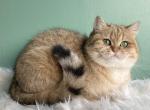 Vasilissa golden female - Scottish Straight Cat For Sale/Service - Cathlamet&comma; WA&comma; US