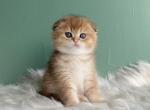 Luxik - Scottish Fold Cat For Sale - Cathlamet&comma; WA&comma; US