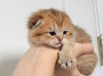 Scottish fold Brownie - Scottish Fold Cat For Sale - Lincoln&comma; NE&comma; US