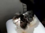 Cfa black bicolor male persian kitten - Persian Cat For Sale - Woodburn&comma; IN&comma; US