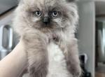 Jupiter - Himalayan Cat For Sale - Dover&comma; NH&comma; US