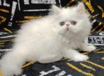 Nikole - Persian Cat For Sale - Pembroke Pines&comma; FL&comma; US