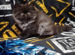 Oreo - Persian Cat For Sale - Pembroke Pines&comma; FL&comma; US