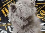 Nika - Persian Cat For Sale - Pembroke Pines&comma; FL&comma; US