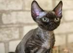 Rok - Devon Rex Cat For Sale - Norwalk&comma; CT&comma; US
