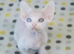 Almaz - Devon Rex Cat For Sale - Norwalk&comma; CT&comma; US