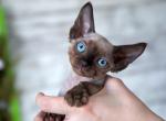 Alex - Devon Rex Cat For Sale - Norwalk&comma; CT&comma; US