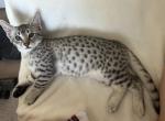 Mauma Mia Fred - Egyptian Mau Kitten For Sale