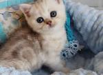 Darchi silver tiger tabby baby boy - Scottish Straight Kitten For Sale - Los Angeles&comma; CA&comma; US