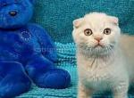 Cream scottish fold plushy teddy bear - Scottish Fold Cat For Sale - Los Angeles&comma; CA&comma; US