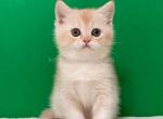 Ian cream scottish straight with big round eyes - Scottish Straight Kitten For Sale - Los Angeles&comma; CA&comma; US