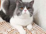 Qvinn chunky blue bicolor british shorthair - British Shorthair Cat For Sale - Los Angeles&comma; CA&comma; US
