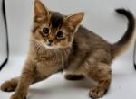 Quantum - Somali Cat For Sale - Odesa&comma; Odessa Oblast&comma; UA