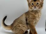 Queen - Somali Cat For Sale - Odesa&comma; Odessa Oblast&comma; UA
