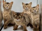 Somali kittens - Somali Cat For Sale - Odesa&comma; Odessa Oblast&comma; UA