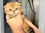 Maclaren - Scottish Straight Cat For Sale - Lincoln&comma; NE&comma; US