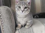 Una - Munchkin Cat For Sale - Molalla&comma; OR&comma; US