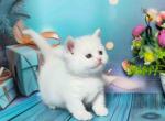 Leiia whole white munchkin standard short legs - Munchkin Cat For Sale - TX&comma; US
