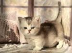 Theodor silver ticked munchkin standard short legs - Munchkin Cat For Sale - TX&comma; US