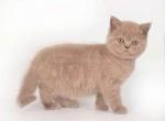 Fiona plushy teddy bear lilac baby girl - Scottish Straight Cat For Sale - TX&comma; US