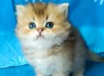 Theo golden chinchilla british longhair boy - Persian Cat For Sale - TX&comma; US