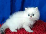 White angel blue eyed british longhair boy - Persian Cat For Sale - TX&comma; US