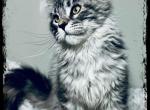 Luke - Maine Coon Cat For Sale - Wisconsin Rapids&comma; WI&comma; US