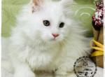 Laguna and Indy Litter - Maine Coon Cat For Sale - Wisconsin Rapids&comma; WI&comma; US