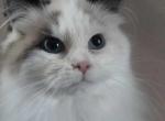 SOLD Roxie IS NO LONGER AVAILABLE - Ragdoll Cat For Sale - Westport&comma; MA&comma; US