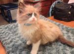 SOLD Chai is No longer available - Ragdoll Cat For Sale - Westport&comma; MA&comma; US
