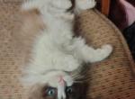 SOLD Latte IS NO LONGER AVAILABLE - Ragdoll Cat For Sale - Westport&comma; MA&comma; US