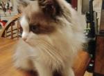 SOLD Leif Garrett No Longer Available - Ragdoll Cat For Sale - Westport&comma; MA&comma; US