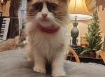 SOLD Matcha is No longer Available - Ragdoll Cat For Sale - Westport&comma; MA&comma; US
