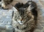 Thor Available - Maine Coon Cat For Sale - TX&comma; US