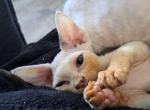 Bibi - Devon Rex Cat For Sale - Stanford&comma; MT&comma; US