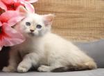 Luiza of RomanovCats - Siberian Cat For Sale - Ashburn&comma; VA&comma; US