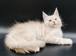 Janan - Maine Coon Cat For Sale - Brighton&comma; CO&comma; US