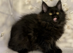 Busya - Maine Coon Cat For Sale - Brighton&comma; CO&comma; US