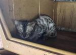 Thelma - Bengal Cat For Sale/Service - FL&comma; US