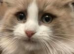 SOLD Pumpkin Spice is NOT AVAILABLE - Ragdoll Cat For Sale - Westport&comma; MA&comma; US