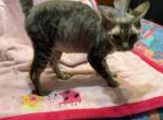 Molly Minskin - Minskin Cat For Sale - FL&comma; US