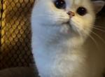 Khloe - British Shorthair Cat For Sale - Sacramento&comma; CA&comma; US