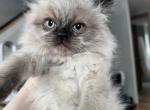 Venus - Himalayan Cat For Sale - Dover&comma; NH&comma; US