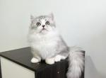 Luby - Minuet Cat For Sale - Staten Island&comma; NY&comma; US