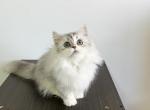 Taby - Minuet Cat For Sale - Staten Island&comma; NY&comma; US