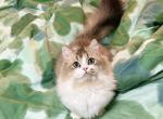 bobbi - Minuet Cat For Sale - Staten Island&comma; NY&comma; US