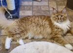 Hidalgo - Maine Coon Cat For Sale - 